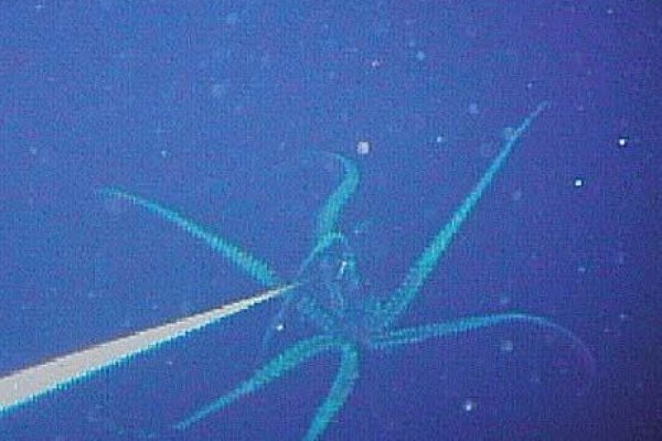 Kraken shop ссылка